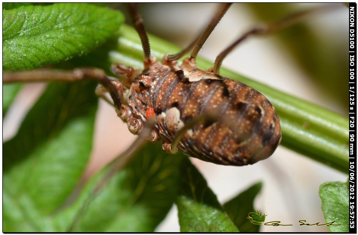 Dasylobus argentatus da Villanova Monteleone 165